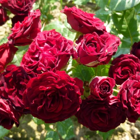 Seedling rose "Red Senseishn", tube, spring 2025