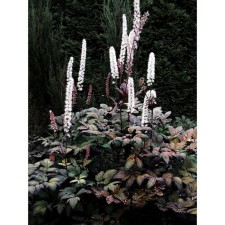Blopogon branchy atropurpurea, rr I, 1 pc, spring 2025