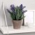 Muscari