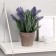 Bonsai in the pots "Muscari" 10x22 cm, mix