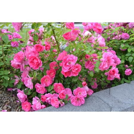 Seedling rose Canadian Park "Frontenak", tube, 1 pc, spring 2025