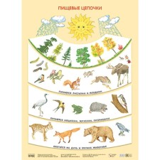 Poster. Food chains. Nikolaeva S. N.
