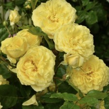 Shard Rosa Schrab 