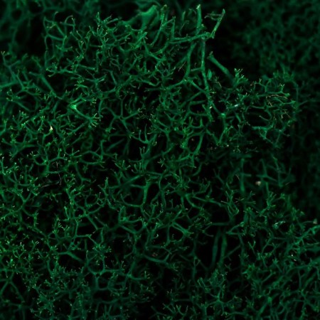 Moss stabilized "grass" 45 grams (+-5 gr)-1