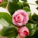 Artificial bush "Kustovaya rose" with a pot, 120 cm, mix
