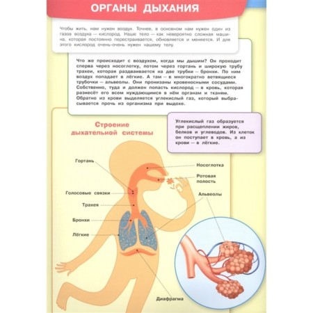 My first encyclopedia with stickers. The human body. Shekhtman V.-1