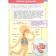 My first encyclopedia with stickers. The human body. Shekhtman V.