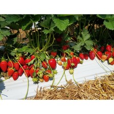 Strawberry Garden Kviki, P9 pot, 1 pc, summer 2024