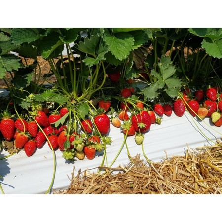 Strawberry Garden Kviki, P9 pot, 1 pc, summer 2024