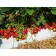 Strawberry Garden Kviki, P9 pot, 1 pc, summer 2024