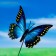 Plug for indoor plants "Butterfly" 7x8cm, 25cm / packing 25pcs, price per pcs