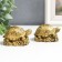 NECK Polystone for bronze "Two scoops with symbols on the shells" set 2 pcs 3.5x5.5 cm