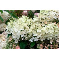Саженец Гортензия "pan. Magical Himalay", Горшок P8, Лето 2024
