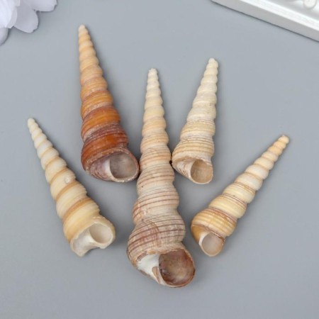 Decorative shells "Turritella Terebra" 5 pcs
