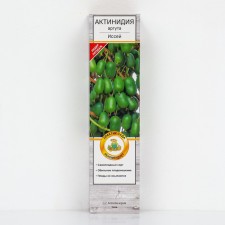 Actinidia argut 