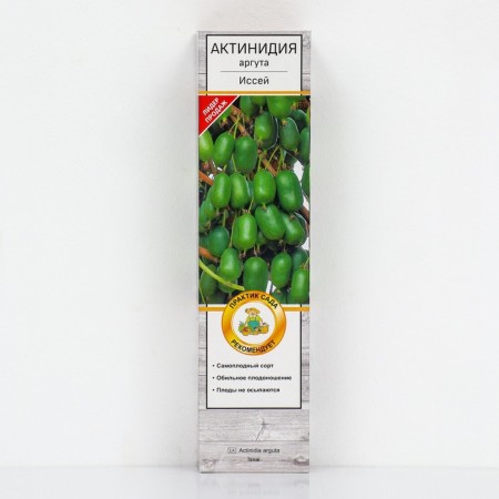 Actinidia argut "Issei", 1 pc, tube, spring 2025
