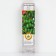 Actinidia argut "Issei", 1 pc, tube, spring 2025