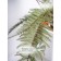 Fern in a ceramic pot, 110 × 110 × 930 mm, green / white color