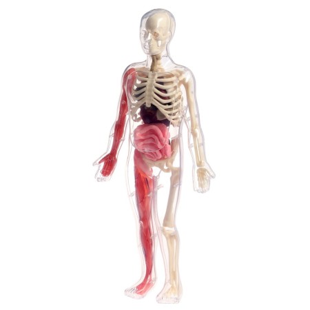 A set for experiments on the anatomy "body structure", glows in the dark, with soft organs-5