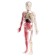 A set for experiments on the anatomy "body structure", glows in the dark, with soft organs