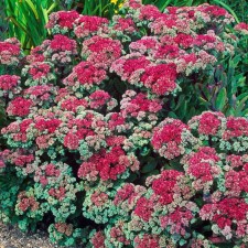 Cleanot Telephium 