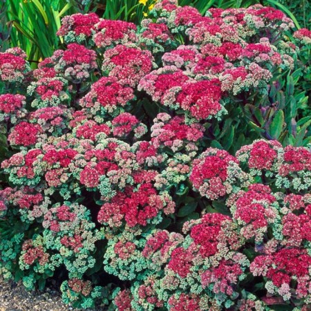 Cleanot Telephium "Manster Dark Red", P9 pot (readiness June), 1 pc, spring 2024