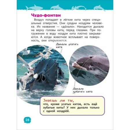 Sharks, whales and dolphins. Klyushnik L.V.-5