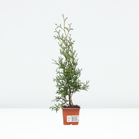 Thuja western "Zhosk", P9, 1 pc, spring 2024-1