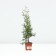 Thuja western "Zhosk", P9, 1 pc, spring 2024