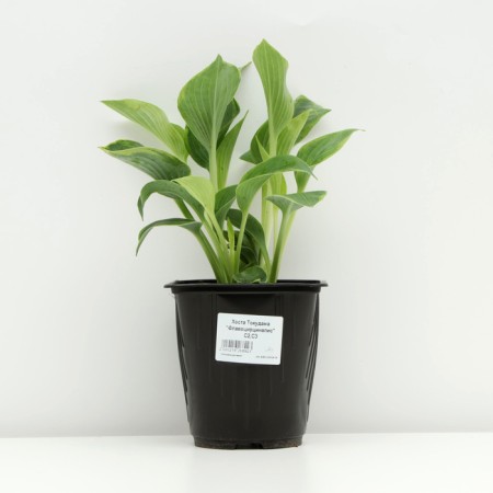 Khosta Tudauma "Flavocyricinalis", pot C3, 1 pc, spring 2024-2