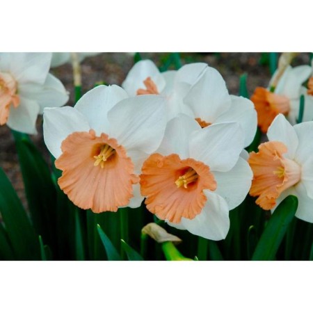 Narcissus Large-crop chromacolor, rr 12/14, 2 pcs, economy, autumn 2024