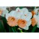 Narcissus Large-crop chromacolor, rr 12/14, 2 pcs, economy, autumn 2024