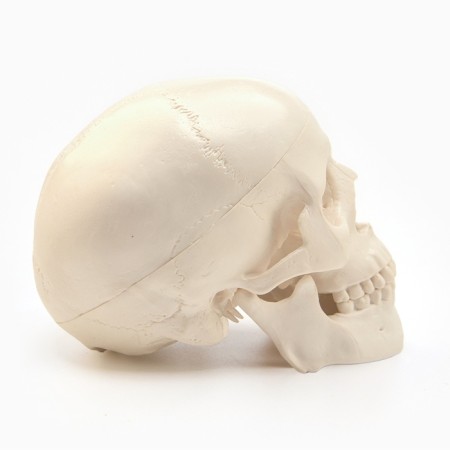 Model "Human Skull" 10*10cm-1
