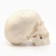 Model "Human Skull" 10*10cm