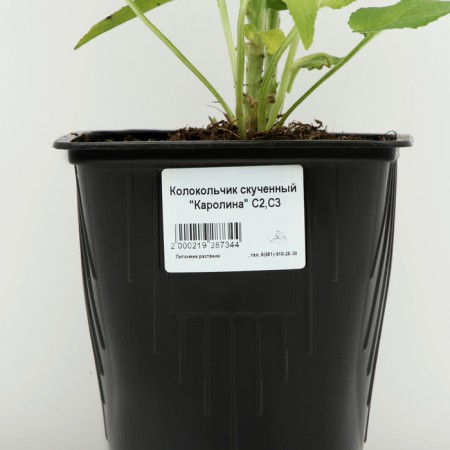 Boof bell (blue), pot C3, 1 pc, spring 2024-3