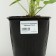 Boof bell (blue), pot C3, 1 pc, spring 2024