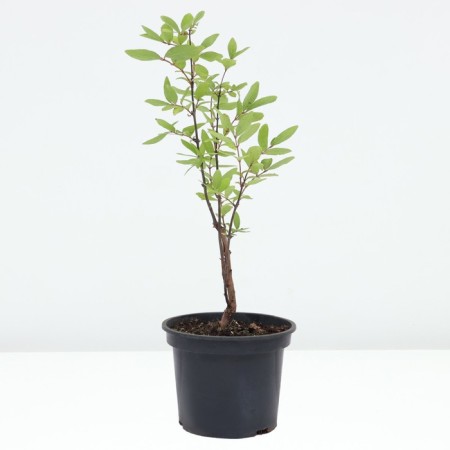 Honeysuckle edible violet, C2 pot, H20-40 Height, 1 pc, summer 2024-1