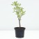 Honeysuckle edible violet, C2 pot, H20-40 Height, 1 pc, summer 2024