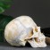 Pigger "Skull" bone, 16x13x22cm