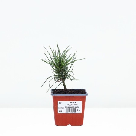 Pine cedar European "cembrane", p9, spring 2024-1