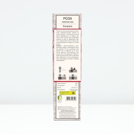 Seedling rose Plesy "Handel", tube, 1 pc, spring 2025-1