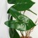Bonsai in the pot “Filodendron Large Leaf” 7.5x20 cm