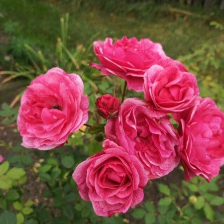 Seedling rose "Morden Ruby", tube, spring 2025