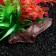 The artificial aquarium plant on the platform in the form of a snag, 30 cm, pink green