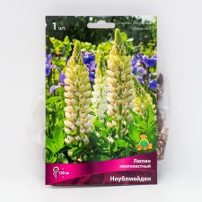 Lupine multi-leaved 