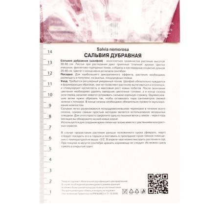 Salvia Dubravnaya (sage) Merlo Wight, I river, 1 pc, 30-40 h (cm), autumn 2024-3