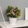 Bonsai in the pot "Ruelliya Premium" 19x9 cm, mix