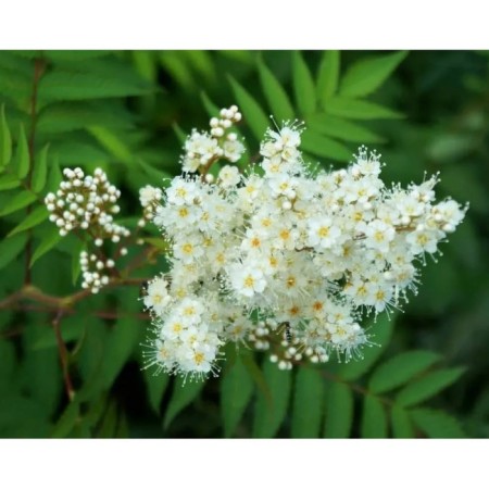 Ryabinnik mountain ash, C3 pot, 1 pc, summer 2024