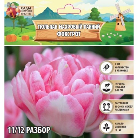 Tulip Terry Early Foxtrot, Rr. 11/12, 5 pcs, autumn 2024