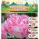 Tulip Terry Early Foxtrot, Rr. 11/12, 5 pcs, autumn 2024